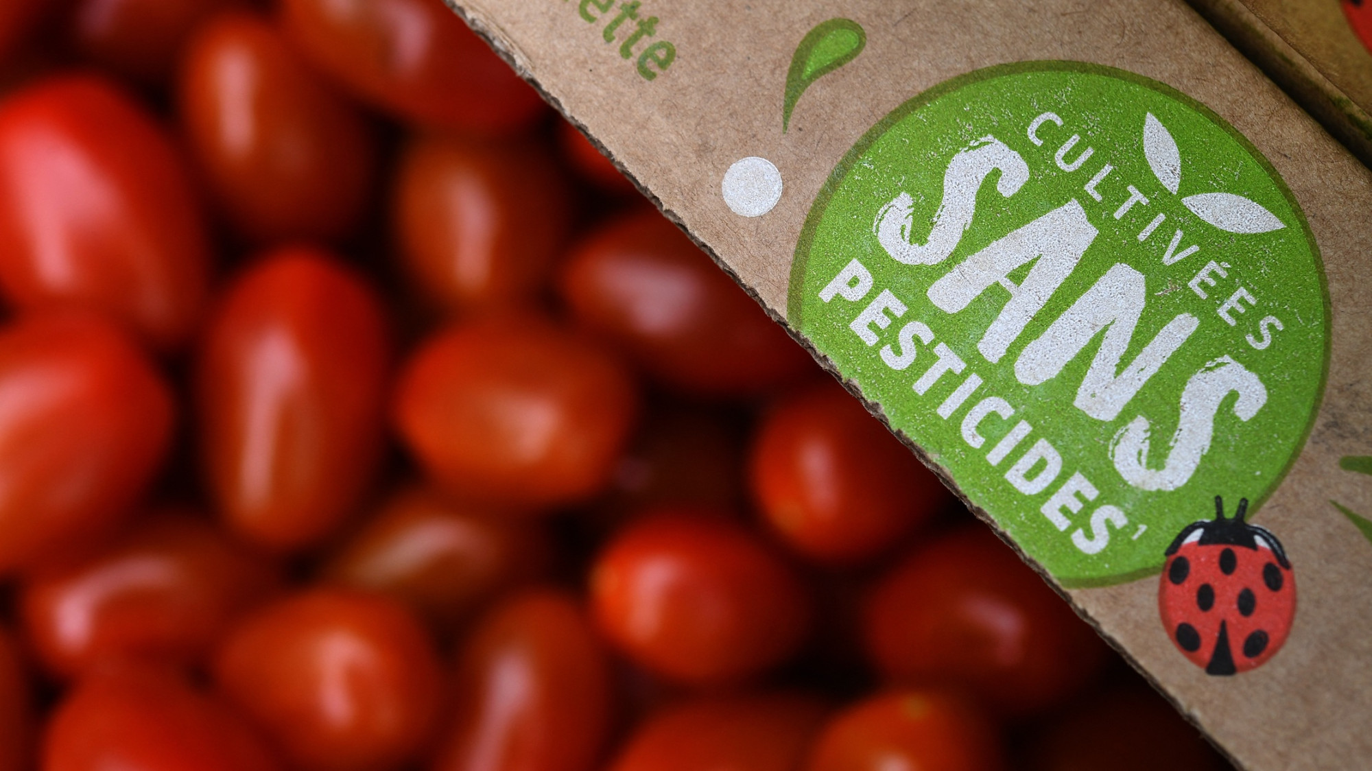 "Distorsion de concurrence" : le leader de la tomate Savéol plaide pour des droits de douane plus élevés pour les producteurs marocains