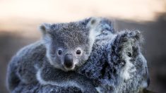 Australie : 750 koalas abattus par des tireurs d’élite en hélicoptère, des associations s’indignent