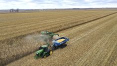 Nouvelles mesures d’aide aux agriculteurs envisagées par la Maison-Blanche alors que la guerre des tarifs douaniers s’intensifie