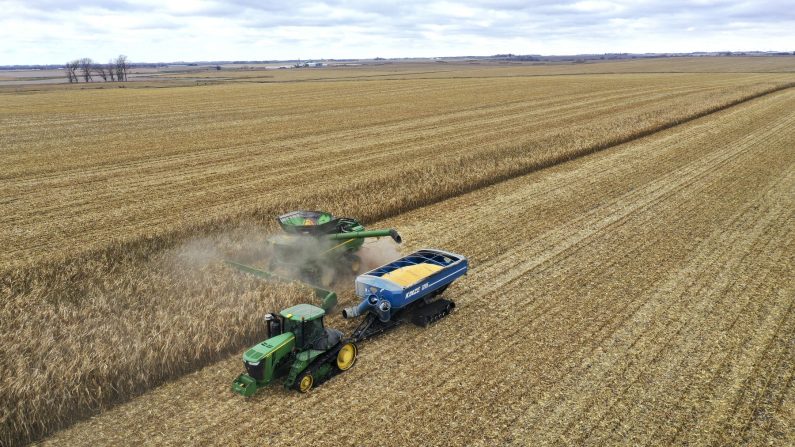 Une vue aérienne montre des travailleurs de Pinicon Farm récoltant du maïs près de McIntire, dans l'Iowa, le 31 octobre 2023. (Scott Olson/Getty Images)