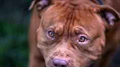 Calvados : un couple et son chiot violemment attaqués par un American Bully lors d’une balade