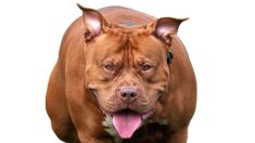Calvados : un couple et son chiot violemment attaqués par un American Bully lors d’une balade
