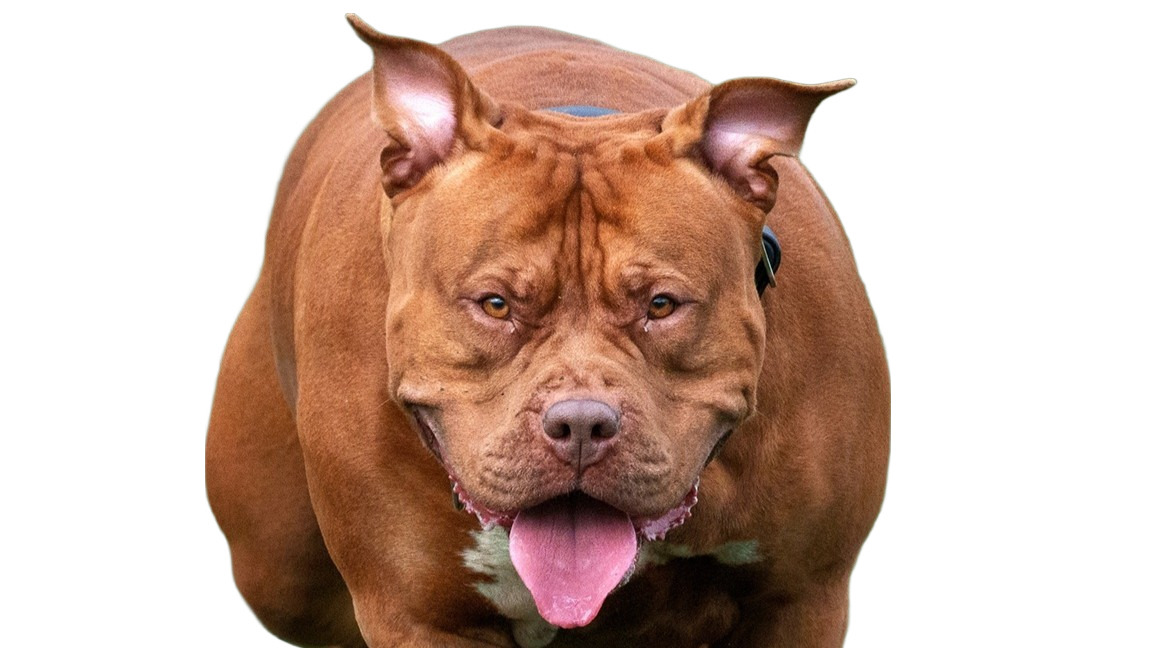 Calvados : un couple et son chiot violemment attaqués par un American Bully lors d’une balade