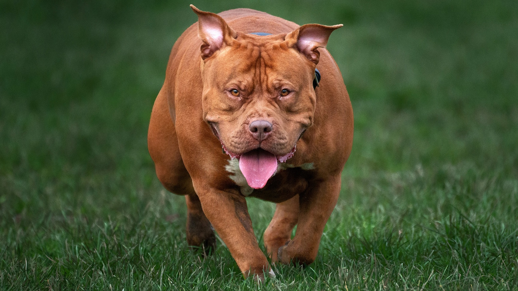 Calvados : un couple et son chiot violemment attaqués par un American Bully lors d’une balade