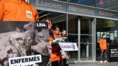 L214 amène des cadavres de porcelets devant un Leclerc parisien pour protester contre les conditions d’élevage