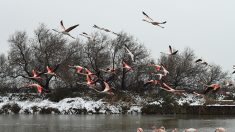 Destruction de nids de flamants roses : 50.000 euros d’amende pour la production du film « Donne-moi des ailes » de Nicolas Vanier