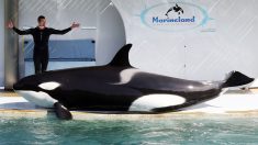 Marineland : une expertise judiciaire affirme que les orques sont traitées aussi bien que possible