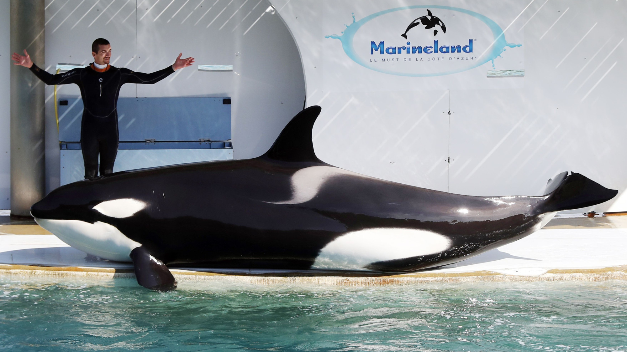 Marineland : une expertise judiciaire affirme que les orques sont traitées aussi bien que possible