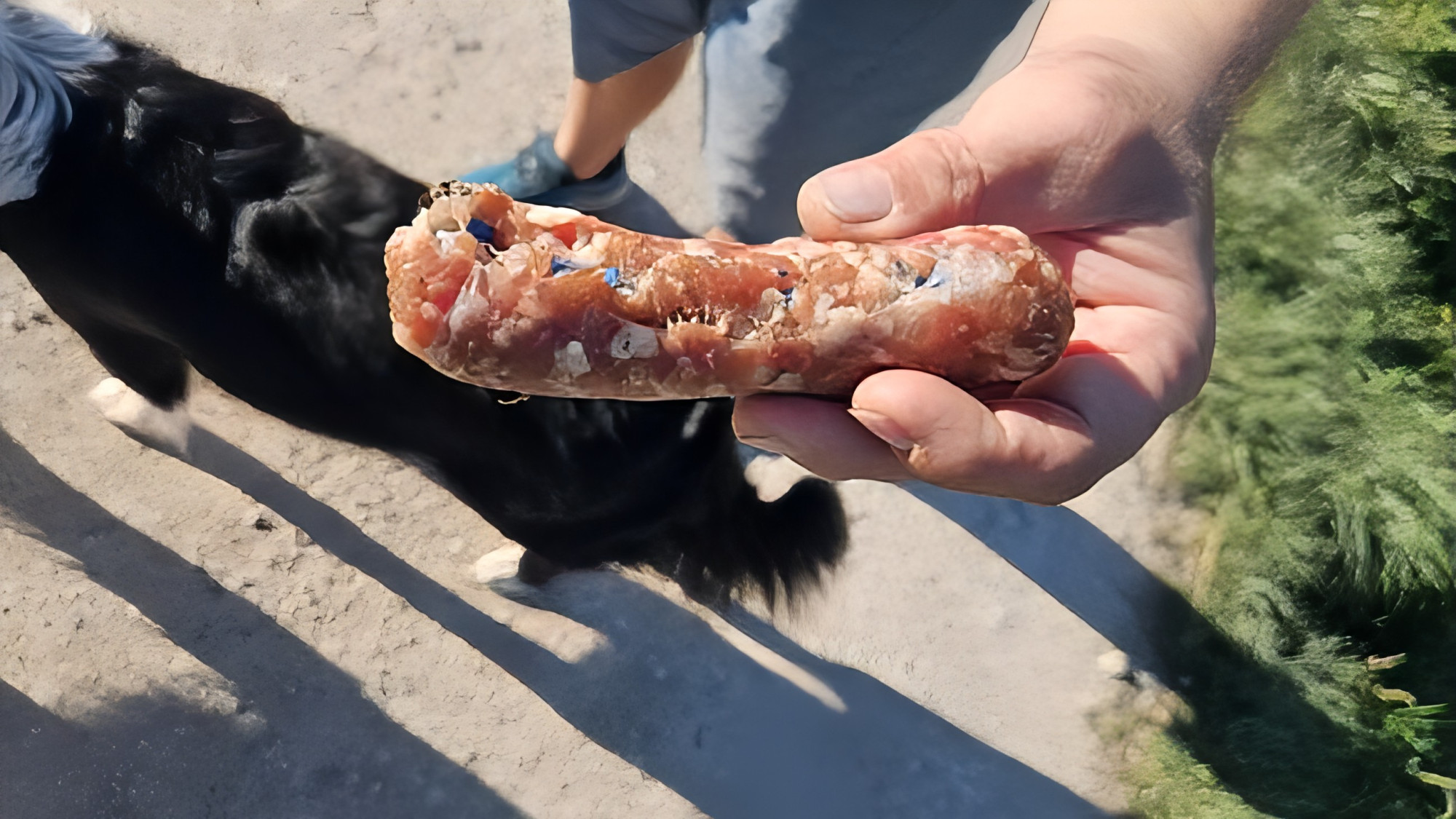 « C'est grave » : des saucisses empoisonnées découvertes dans une forêt près de Chambéry, le maire appelle à la vigilance
