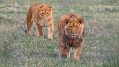 Un sanctuaire du Colorado sauve des animaux de zoos négligés et les laisse en liberté