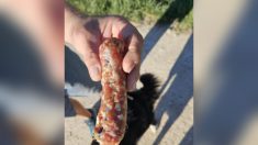 « C’est grave » : des saucisses empoisonnées découvertes dans une forêt près de Chambéry, le maire appelle à la vigilance