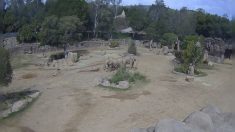 Californie : les éléphants d’un zoo forment un « cercle d’alerte » lors des premières secousses du tremblement de terre