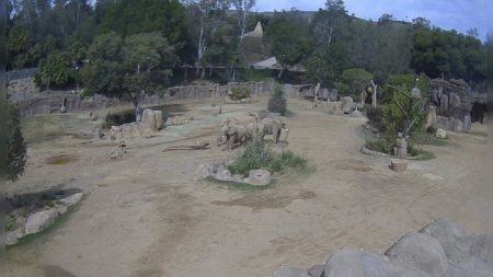 Californie : les éléphants d’un zoo forment un « cercle d’alerte » lors des premières secousses du tremblement de terre
