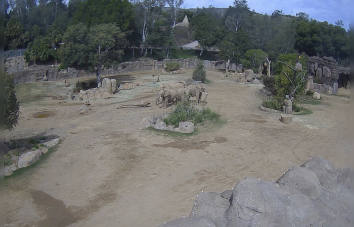 Californie : les éléphants d’un zoo forment un « cercle d’alerte » lors des premières secousses du tremblement de terre