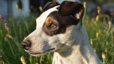 Côte-d’Or : le cadavre d’un chien ligoté et lesté de pierres découvert dans le canal de Bourgogne