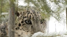 Préserver la panthère des neiges au Népal, des efforts qui ont payé avec près de 400 spécimens recensés