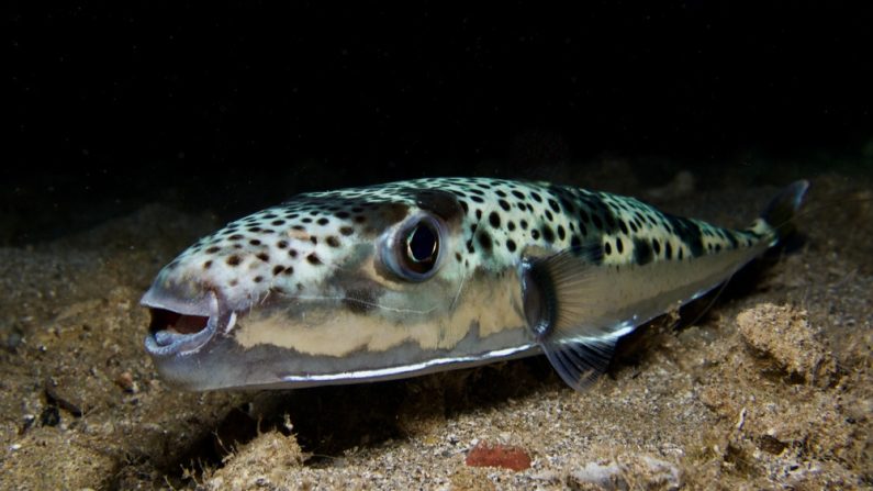 Un Lagocephalus sceleratus. (Image : Sakis Lazarides/Shutterstock)