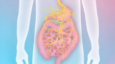 Se libérer des MICI (maladies inflammatoires chroniques de l’intestin) en activant le nerf vague (« Exploiter l’énergie du nerf vague », 8e partie)