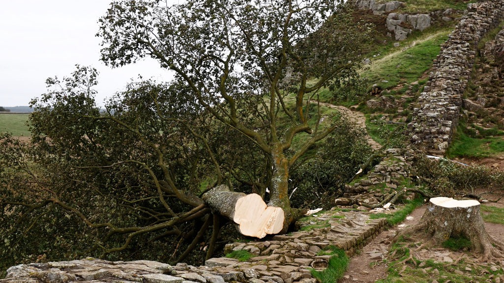 "Vandalisme gratuit" : condamnés pour avoir détruit un arbre légendaire, colère en Angleterre
