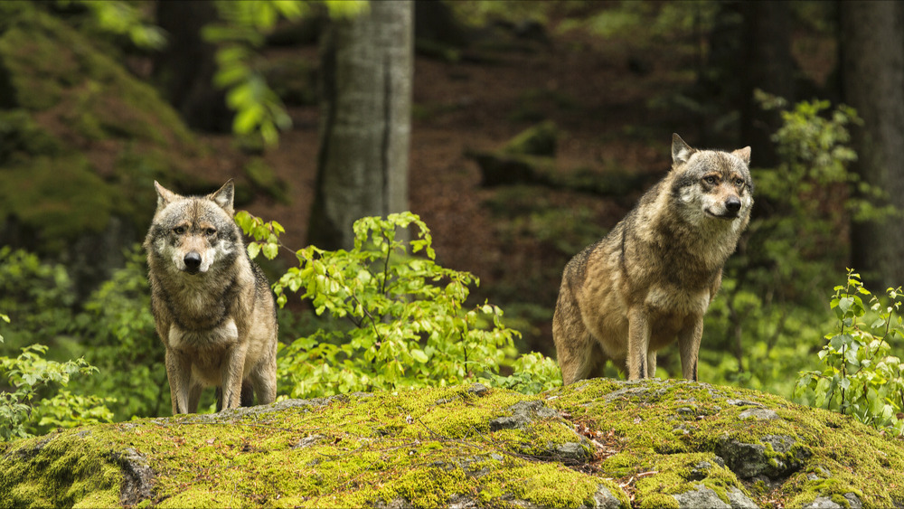 Jura : un loup abattu après l’attaque d’un troupeau de vaches, son niveau de protection abaissé