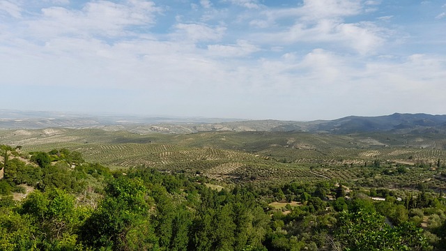 Le gouvernement régional d’Andalousie poursuivra l’abattage des oliviers à Jaén malgré l’opposition de la population